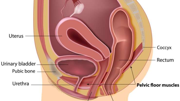 Esercizi per il pavimento pelvico