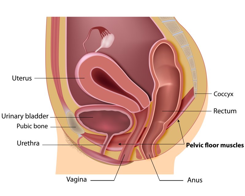 Esercizi per il pavimento pelvico